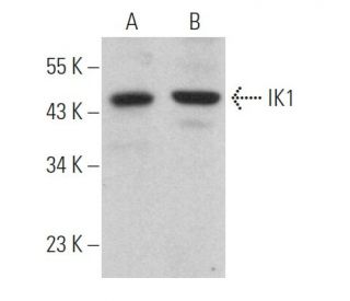 IK1 Antibody (D-5) - Western Blotting - Image 363464 