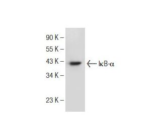 NFKBIA/IkB alpha Antibody (B-3) - Western Blotting - Image 146892 