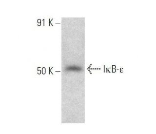 I&kappa;B-&epsilon; Antibody (D-7) - Western Blotting - Image 358587 