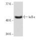IκB-ε Antibody (G-4) - Western Blotting - Image 1071