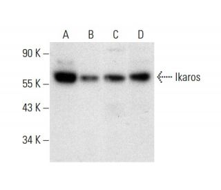 Ikaros Antibody (E-2) - Western Blotting - Image 303504The Double Nickase Plasmid features a U6 promoter for sgRNA expression, a 20 nt targeting sequence, and a gRNA scaffold to guide Cas9n. It includes a CBh promoter for Cas9n (D10A) and puromycin resistance, GFP for transfection verification, and nuclear localization signals (NLS). The 2A peptide allows co-expression of Cas9n and Puro from a single promoter, enabling precise genome editing with reduced off-target effects.