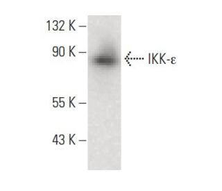 IKK-&epsilon; Antibody (C-9) - Western Blotting - Image 145514 