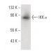 IKK-ε Antibody (C-9) - Western Blotting - Image 145514 