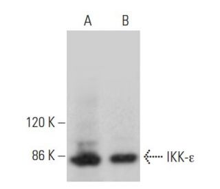 IKK-&epsilon; Antibody (E-2) - Western Blotting - Image 355530 