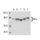 IKK alpha Antibody (14A231) - Western Blotting - Image 17636 