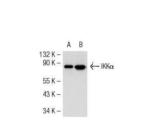 IKK alpha Antibody (14A231) - Western Blotting - Image 54323 