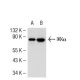 IKK alpha Antibody (14A231) - Western Blotting - Image 54323 