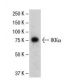 IKK alpha Antibody (61AT277) - Western Blotting - Image 37653