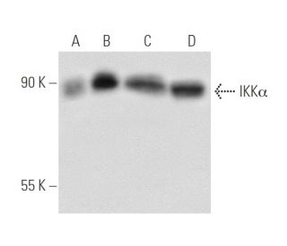 IKK alpha Antibody (D-5) - Western Blotting - Image 54399 