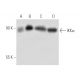 IKK alpha Antibody (D-5) - Western Blotting - Image 54399 