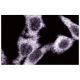 IKKβ Antibody (24) - Immunofluorescence - Image 60617