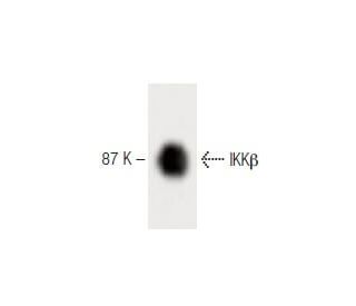 IKK&beta; Antibody (24) - Western Blotting - Image 60326 
