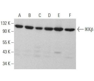 IKK&beta; Antibody (G-8) - Western Blotting - Image 353173 