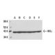 IKKγ Antibody (1.T.26) - Western Blotting - Image 17503 