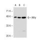 IKKγ Antibody (1.T.26) - Western Blotting - Image 36842