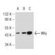 IKKγ Antibody (1.T.26) - Western Blotting - Image 126025 