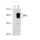 IKKγ Antibody (46B844) - Western Blotting - Image 36836
