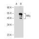 IKKγ Antibody (46B844) - Western Blotting - Image 109884 