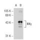 IKKγ Antibody (46B844) - Western Blotting - Image 125888 
