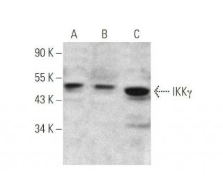 IKK&gamma; Antibody (B-10) - Western Blotting - Image 350817 