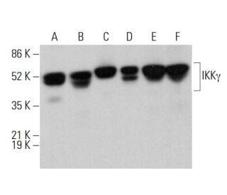 IKK&gamma; Antibody (F-12) - Western Blotting - Image 379865 