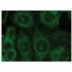 IL-10 Antibody (A-2) - Immunofluorescence - Image 149281 