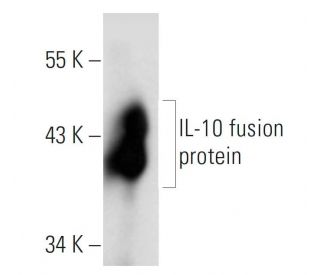 IL-10 Antibody (JES5-16E3) - Western Blotting - Image 12680