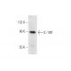 IL-10R Antibody (3F9) - Western Blotting - Image 56616