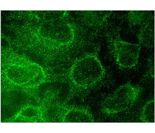 IL-10R&alpha; Antibody (A-3) - Immunofluorescence - Image 145107 