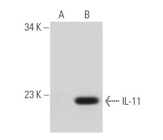 IL-11 Antibody (A-9) - Western Blotting - Image 43231 