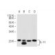 IL-11 Antibody (F-3) - Western Blotting - Image 43224 