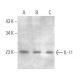 IL-11 Antibody (F-3) - Western Blotting - Image 372914