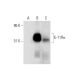 IL-11Rα Antibody (H-3) - Western Blotting - Image 293047