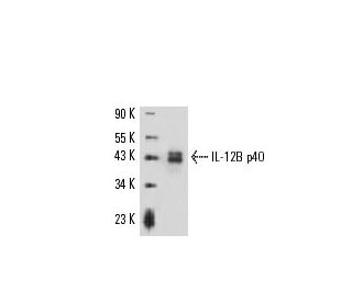 IL-12B p40 Antibody (C17.8) - Western Blotting - Image 16187