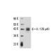 IL-12B p40 Antibody (C17.8) - Western Blotting - Image 16187