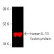 IL-13 Antibody (F-6) - Western Blotting - Image 403321