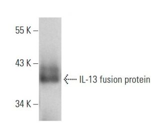 IL-13 Antibody (JES10-2E10) - Western Blotting - Image 12806
