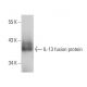 IL-13 Antibody (JES10-2E10) - Western Blotting - Image 12806