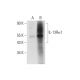 IL-13Rα1 Antibody (D-2) - Western Blotting - Image 309593