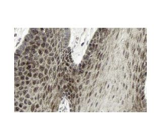 IL-15 Antibody (E-4) - Immunohistochemistry - Image 13275 