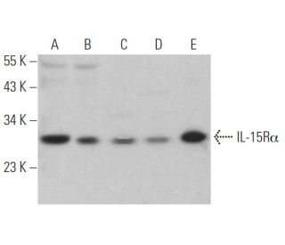 IL-15Rα Antibody (G-3) - Western Blotting - Image 364091Each CRISPR/Cas9 Knockout (KO) Plasmid product consists of a pool of 3 plasmids designed to ensure identification and cleavage of a specific gene for maximum knockout efficiency. Each plasmid encodes a unique 20 nt sequence derived from the GeCKO (v2) library.