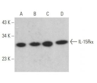 IL-15Rα Antibody (G-3) - Western Blotting - Image 358970