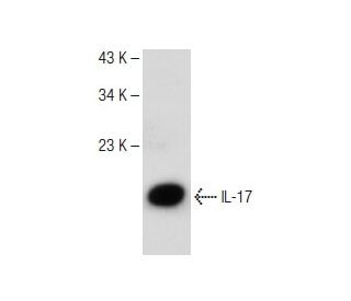 IL-17 Antibody (G-4) - Western Blotting - Image 149468 