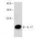IL-17 Antibody (G-4) - Western Blotting - Image 149468 
