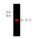 IL-17 Antibody (G-4) - Western Blotting - Image 375344