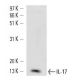 IL-17 Antibody (TC11-18H10) - Western Blotting - Image 14859
