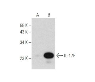 IL-17F Antibody (G-6) - Western Blotting - Image 333737