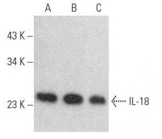 IL-18 Antibody (1.51 E3E1) - Western Blotting - Image 354001 