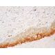IL-1α Antibody (1F3B3) - Immunohistochemistry - Image 411590 
