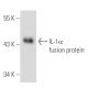 IL-1α Antibody (1F3B3) - Western Blotting - Image 11085